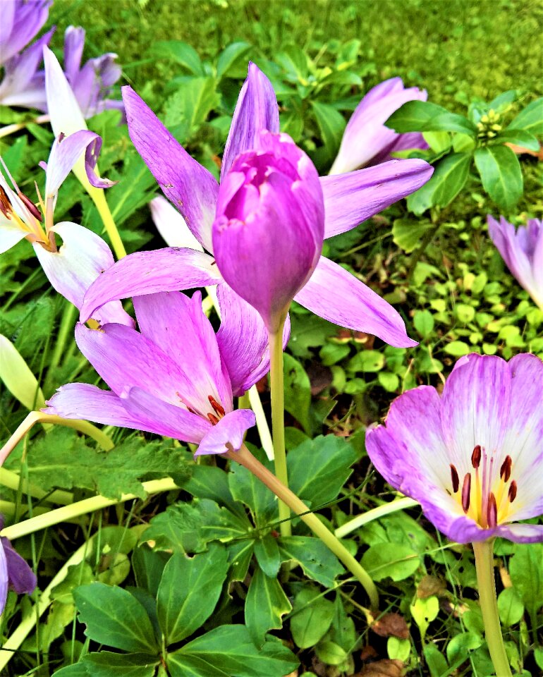 Flower toxic pink