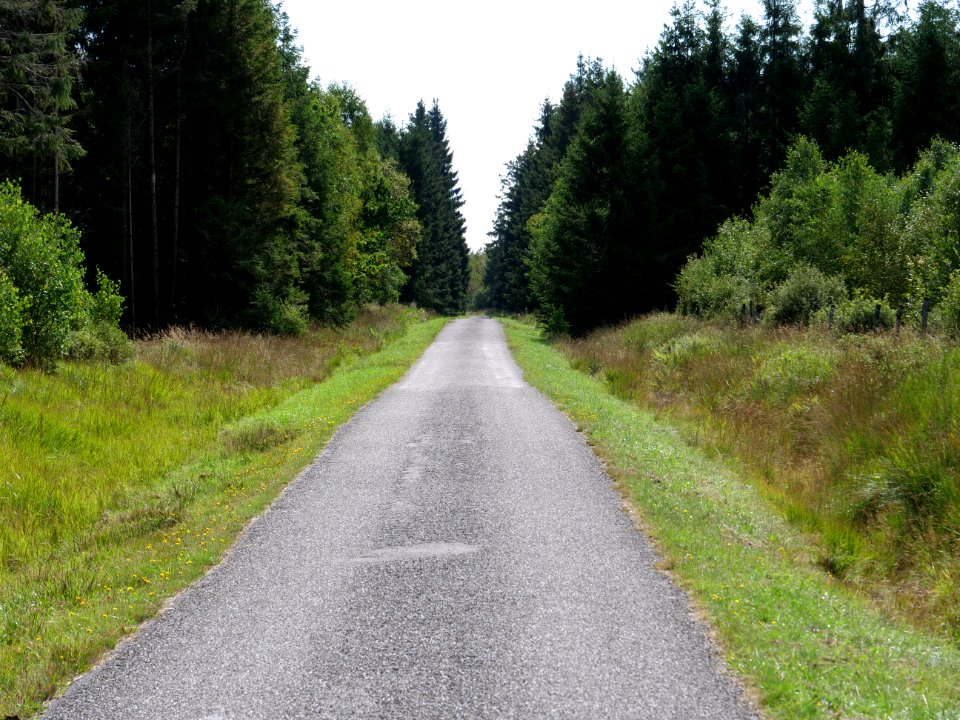 Track in the Osthertogenwald 04
