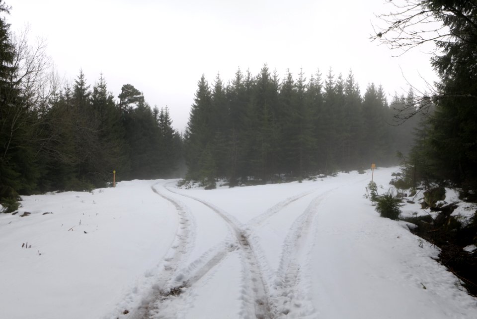 Track in Black Forest National Park Baiersbronn 2020-03-11 19