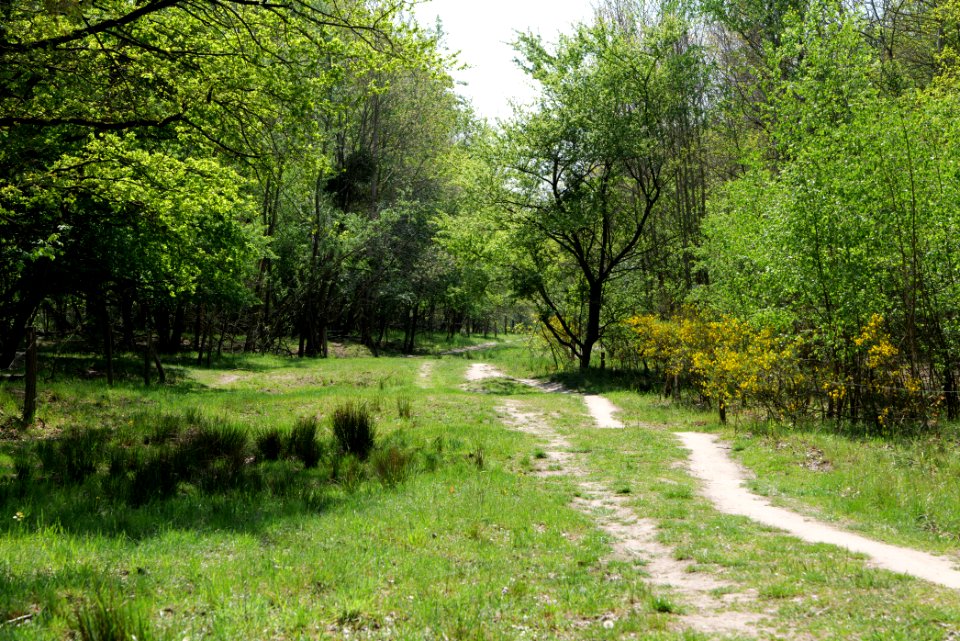 Track in Döberitzer Heide 2020-05-08 26