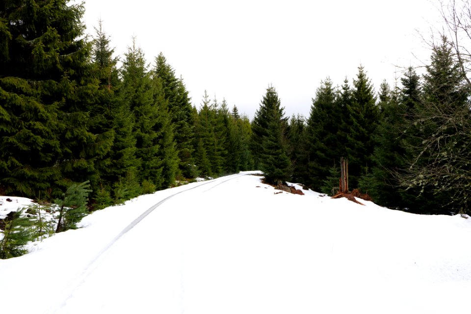 Track in Black Forest National Park Baiersbronn 2020-03-11 33