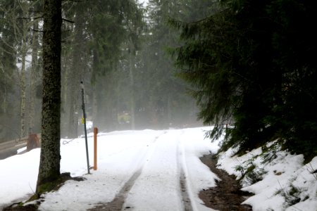 Track in Black Forest National Park Baiersbronn 2020-03-11 02