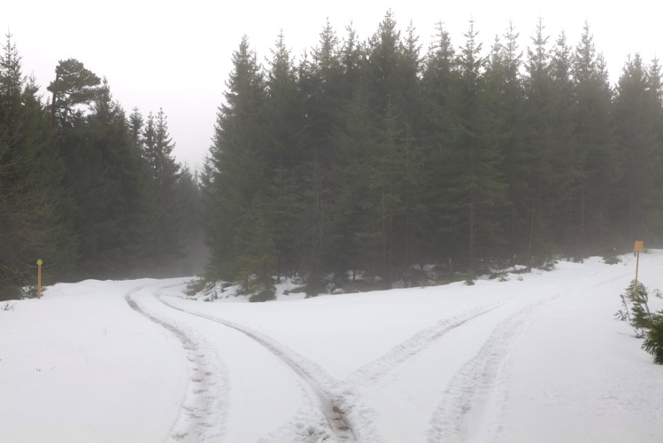 Track in Black Forest National Park Baiersbronn 2020-03-11 20