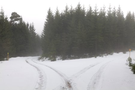 Track in Black Forest National Park Baiersbronn 2020-03-11 20