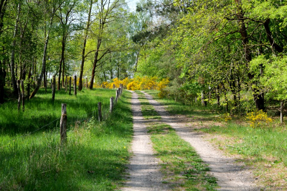 Track in Döberitzer Heide 2020-05-08 28