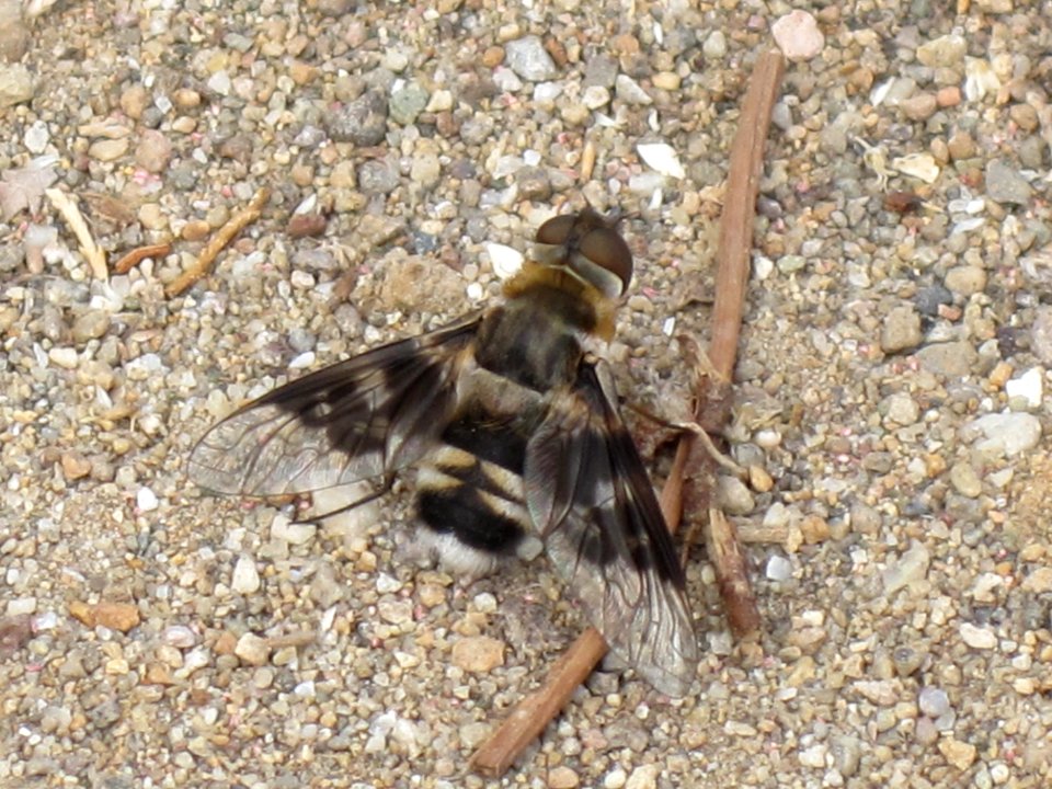 Thyridanthrax fenestratus (Mottled bee-fly), Skala Kalloni, Lesbos, Greece