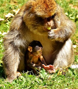 Endangered species monkey mountain salem animal