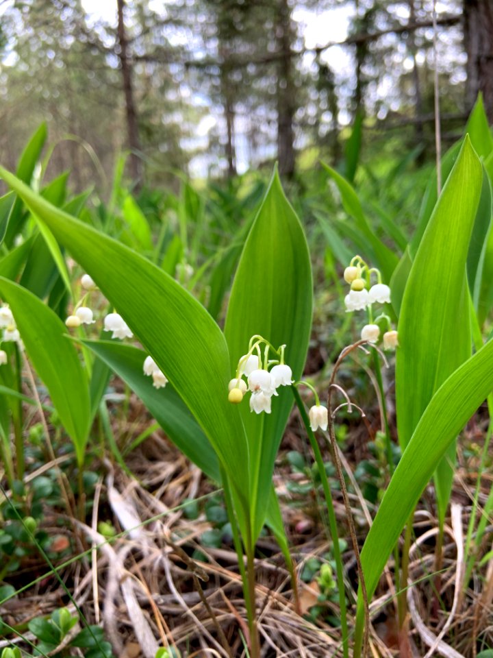 Torsburgen liljekonvalj