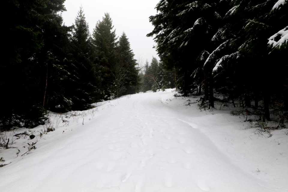 Track from Herrenwieser Sattel to Badener Höhe with snow 2020-03-10 08
