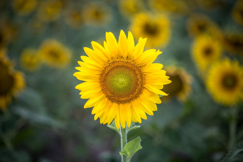 Field farm garden