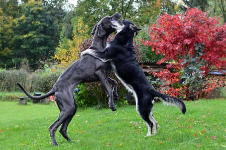 The dog a hug great dane two dogs