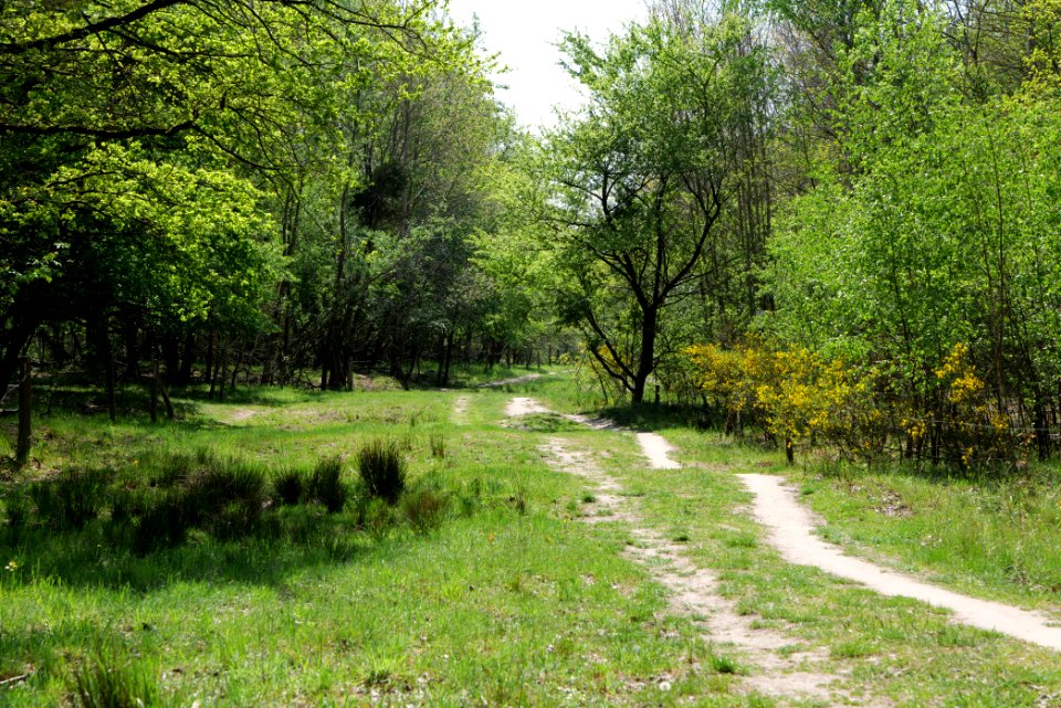Track in Döberitzer Heide 2020-05-08 25
