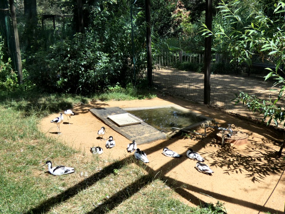 TP Dessau Watvogel-Anlage2