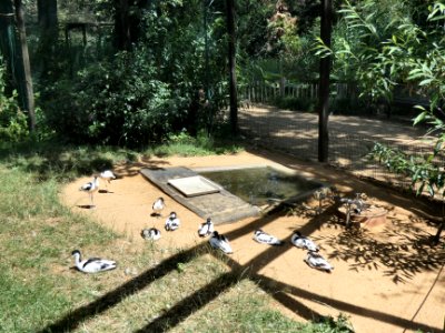 TP Dessau Watvogel-Anlage2