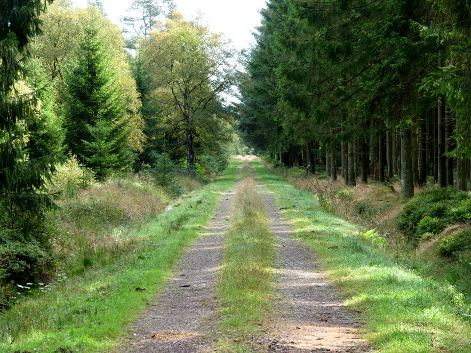 Track in the Osthertogenwald 10