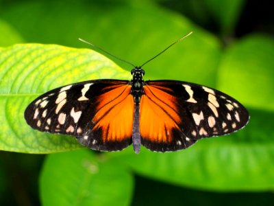 Tiger Longwing Heliconius hecale