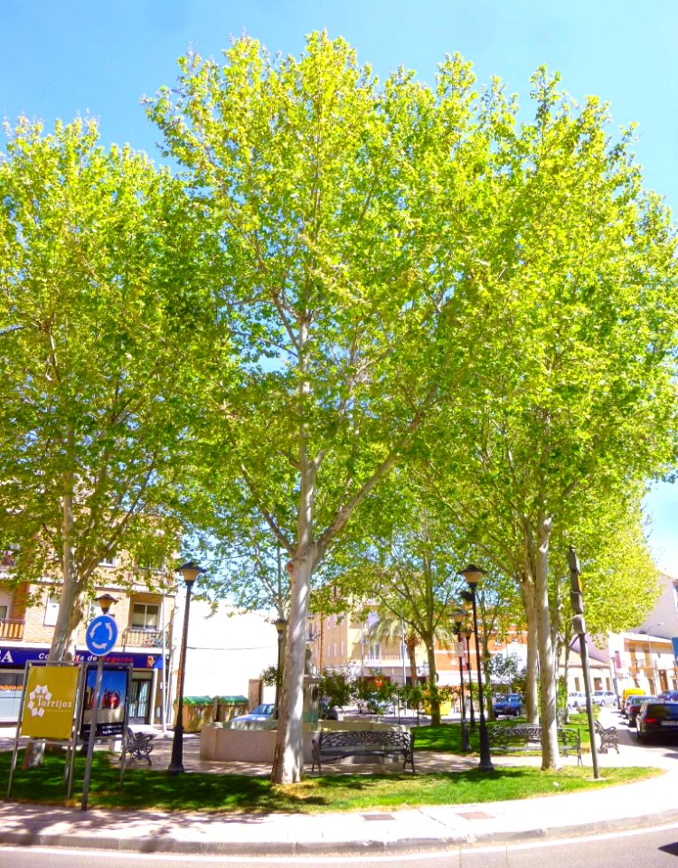 Torrijos - Plaza Caño Nuevo 1