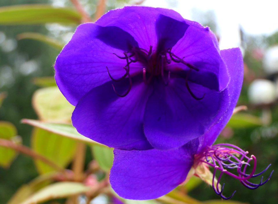 Tibouchina urvilleana - Prinzessinnenblume (2)