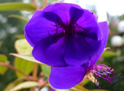 Tibouchina urvilleana - Prinzessinnenblume (2)