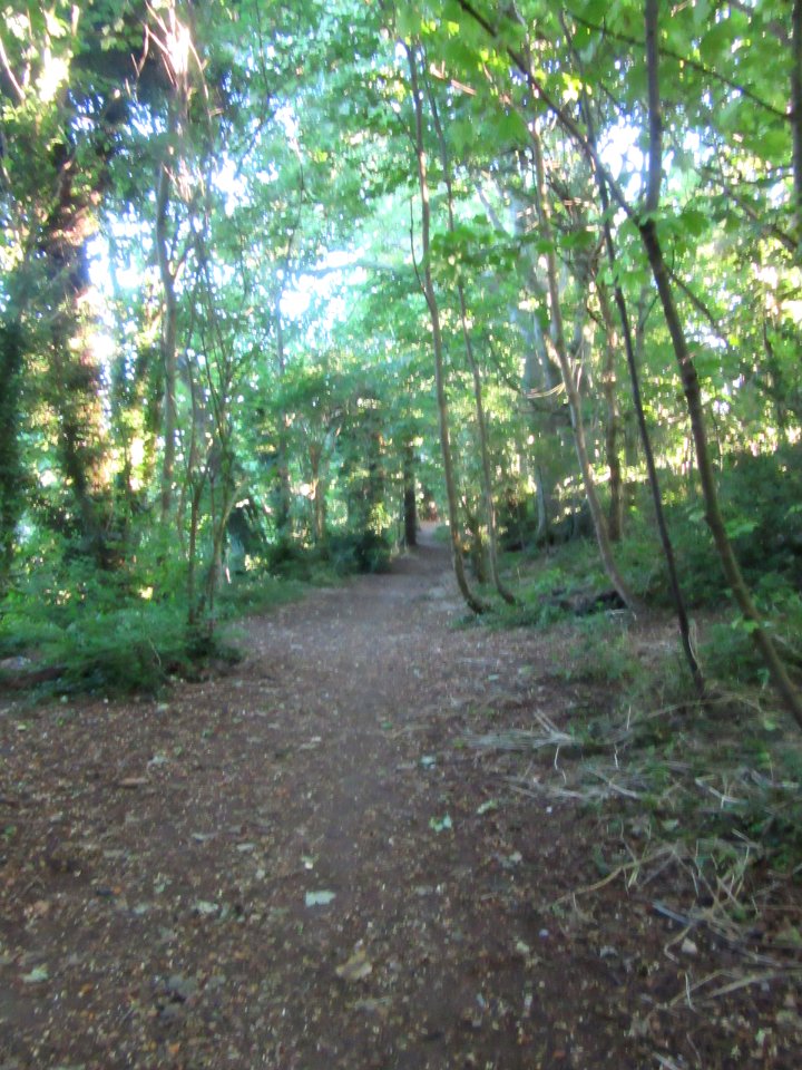 Three Cornered Copse, Hove (August 2016) (5)