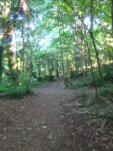 Three Cornered Copse, Hove (August 2016) (5)