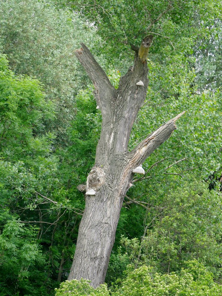 Totholz.im.Naturschutzgebiet.Rangsdorfer.See