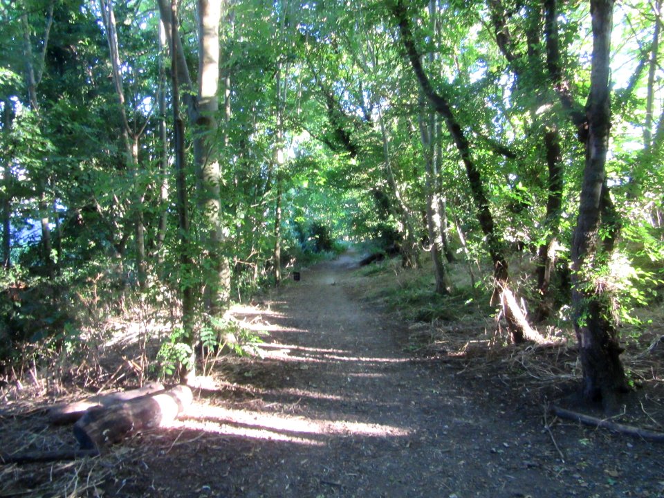 Three Cornered Copse, Hove (August 2016) (1)