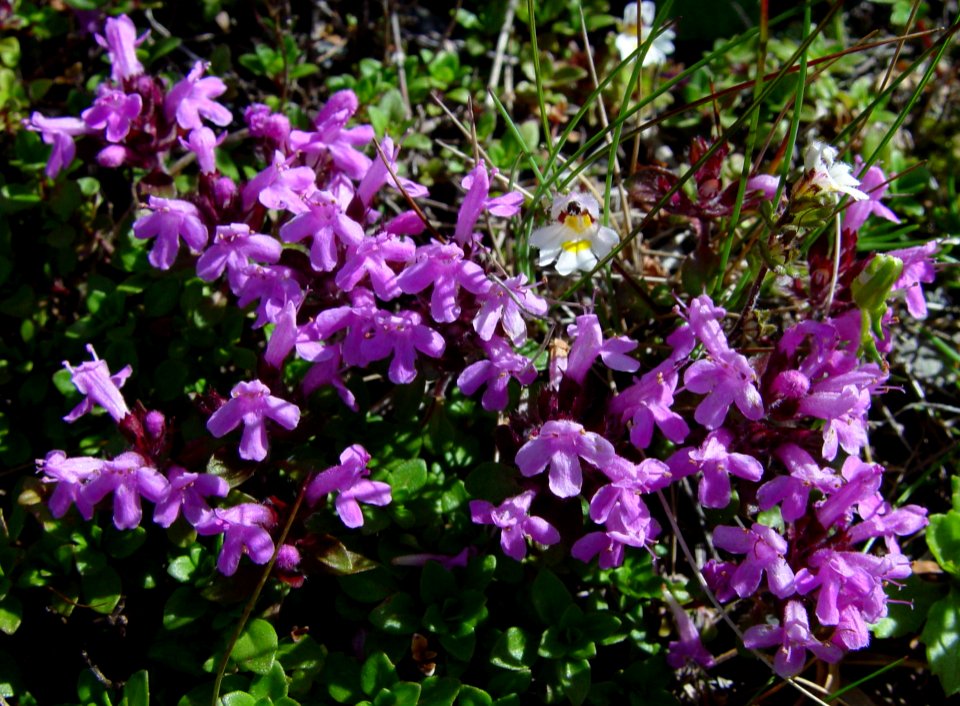Thymus quinquecostatus in Mount Hijiri 2002-08-14