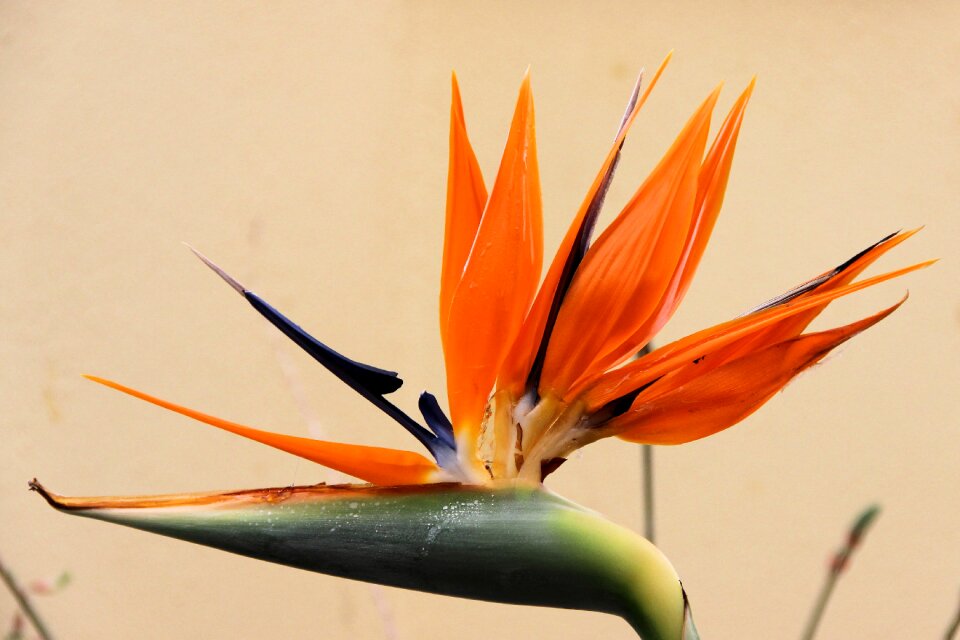 Flower close up caudata