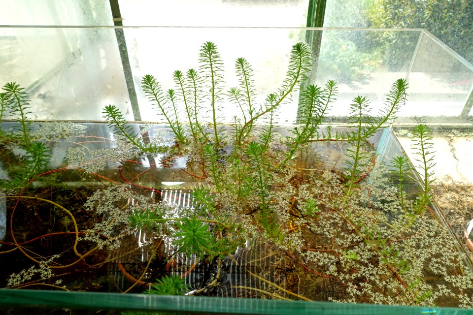 Utricularia australis - Orto botanico - Rome, Italy - DSC09961