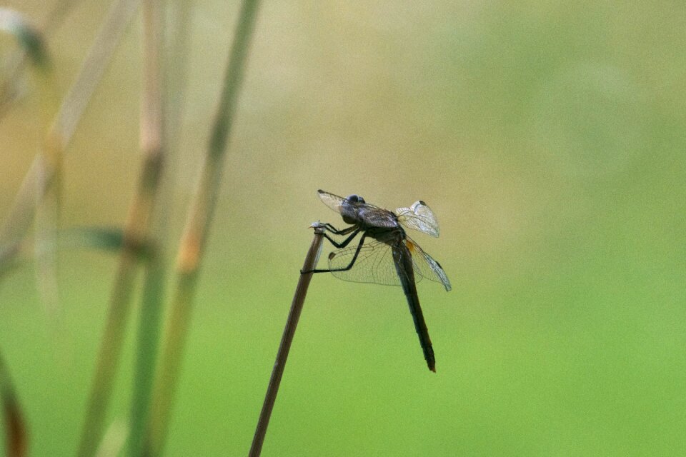 Dragonflies fly fauna