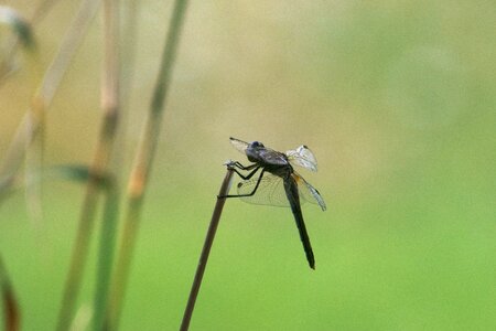 Dragonflies fly fauna photo