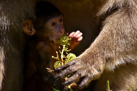 Endangered species monkey mountain salem animal