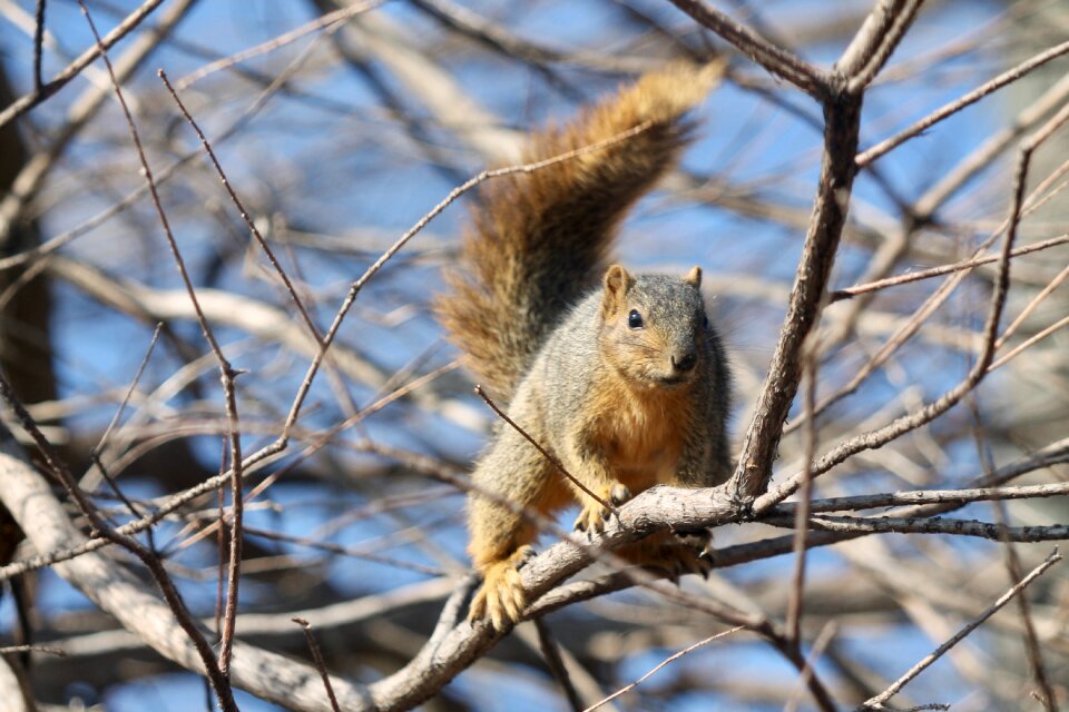 Wildlife outdoors squirrel