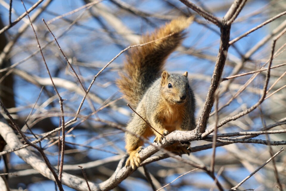 Wildlife outdoors squirrel photo