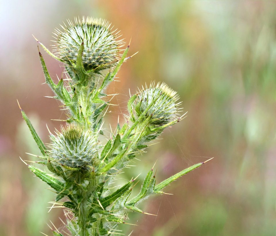 Untidy thistle