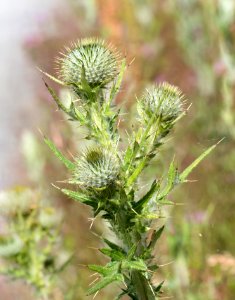 Untidy thistles photo