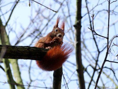 The squirrel at the court of walnut