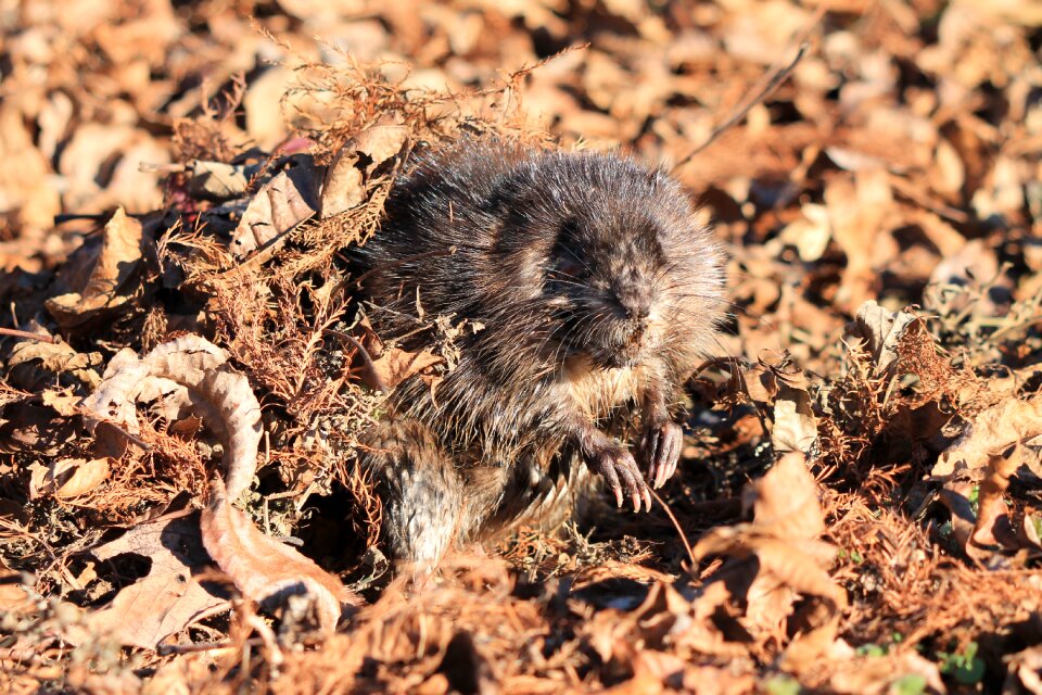 Little outdoors muskrat