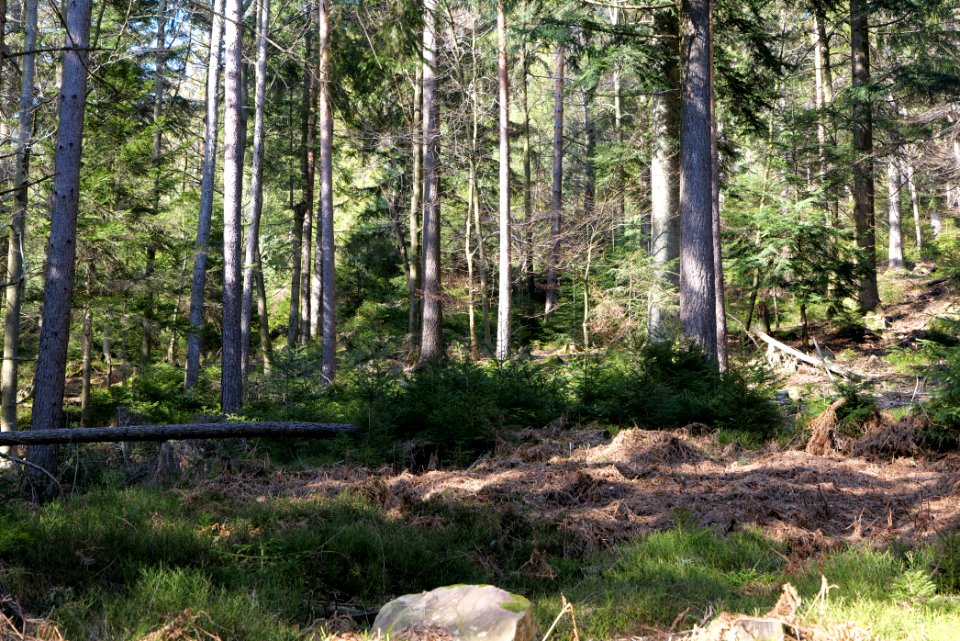 View from Untere Birkenaustraße on national park 2020-03-15 113