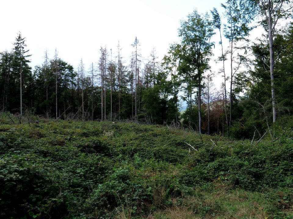 View from trail from Urfttalsperre to Dreiborner Hochfläche in September 2019 04