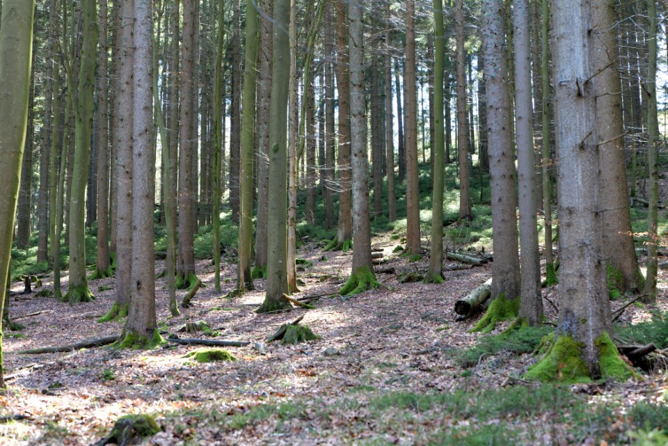 View from Untere Birkenaustraße on national park 2020-03-15 11