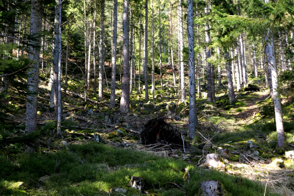 View from Untere Birkenaustraße on national park 2020-03-15 28