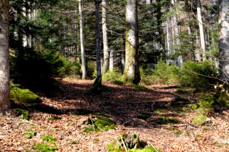 View from Untere Birkenaustraße on national park 2020-03-15 02