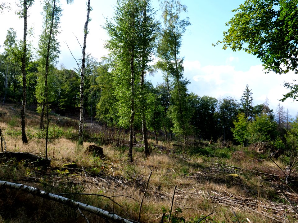 View from trail from Urfttalsperre to Dreiborner Hochfläche in September 2019 06