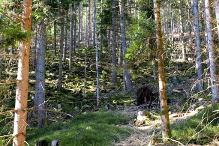 View from Untere Birkenaustraße on national park 2020-03-15 27