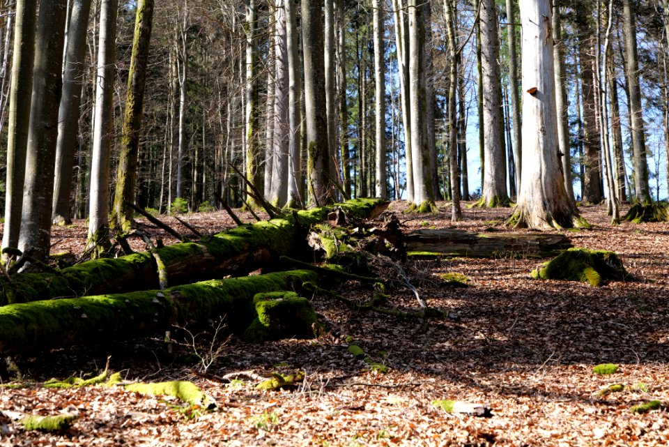 View from Untere Birkenaustraße on national park 2020-03-15 17