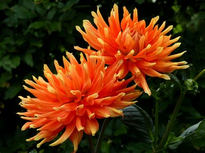 Orange color summer