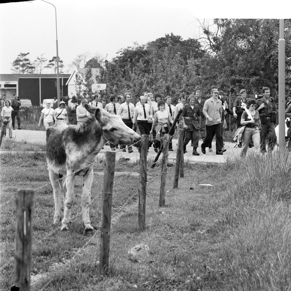 Vierdaagse van Nijmegen, tweede dag, ezel kijkt naar wandelaars, Bestanddeelnr 926-5566