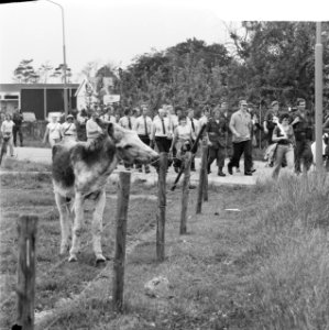 Vierdaagse van Nijmegen, tweede dag, ezel kijkt naar wandelaars, Bestanddeelnr 926-5566